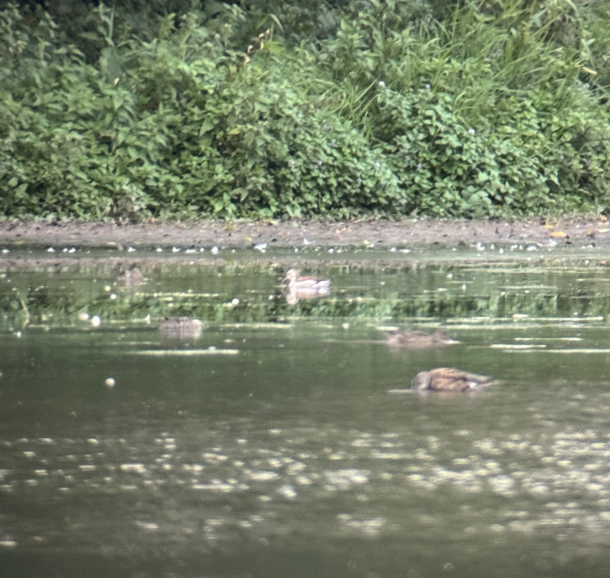 Ringed Teal - ML641839610