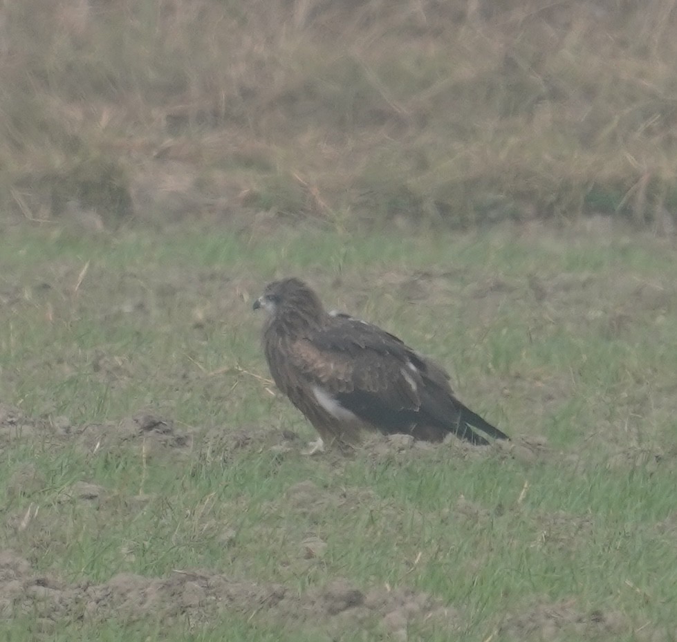 Black Kite - ML641839622