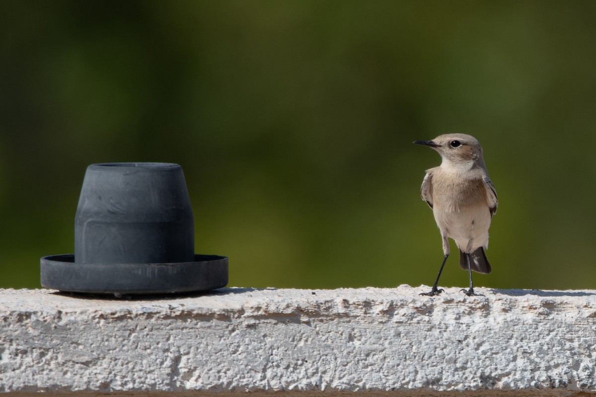 Desert Wheatear - ML641839639