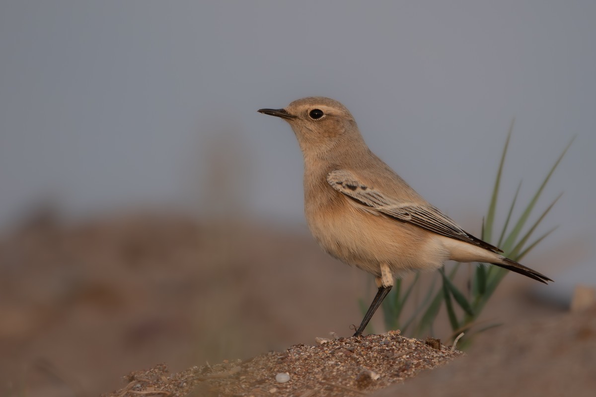 Desert Wheatear - ML641839640