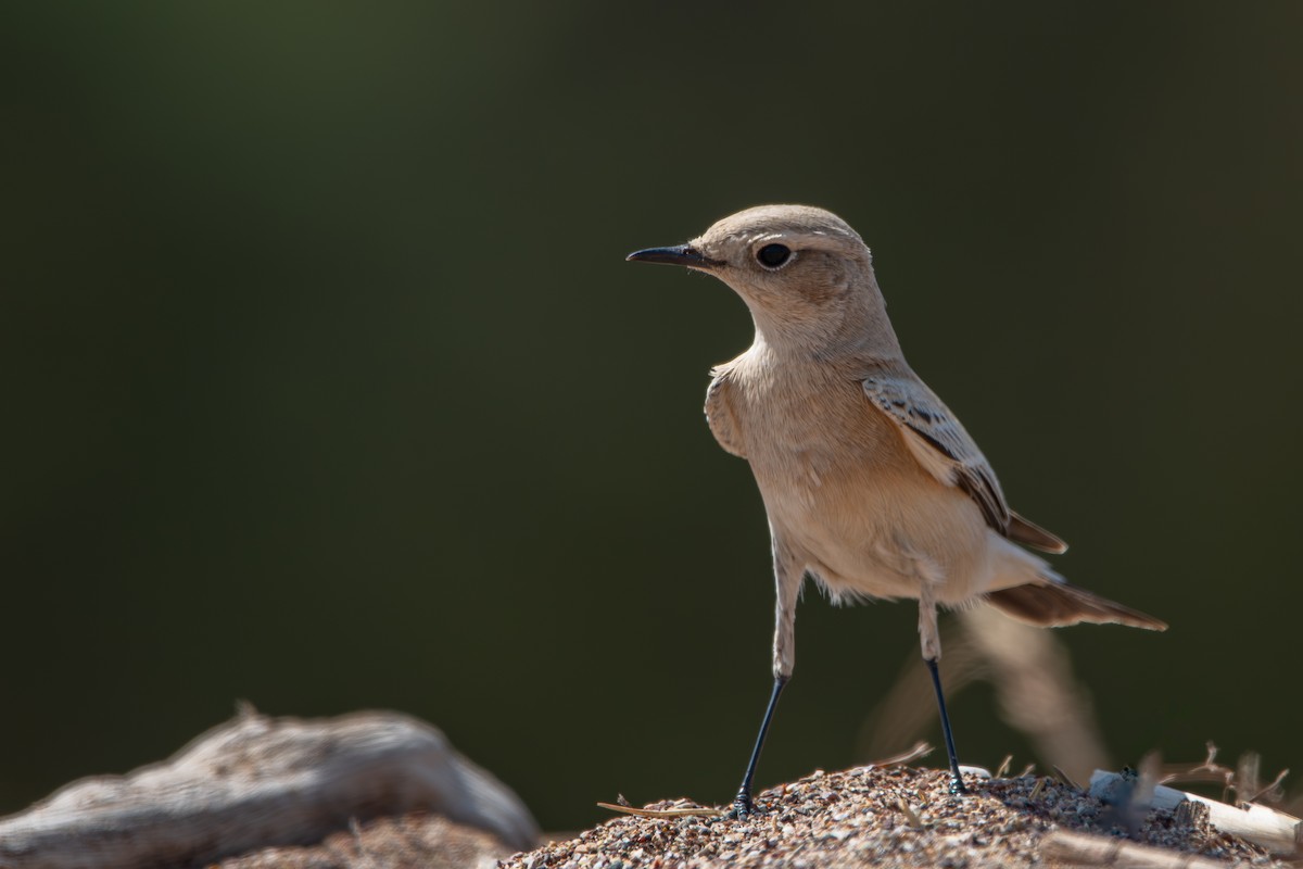 Desert Wheatear - ML641839641