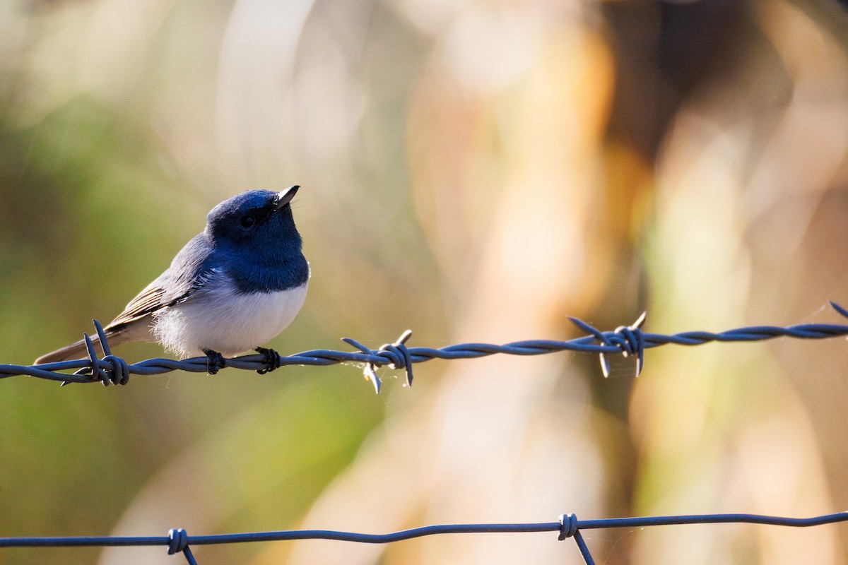 Leaden Flycatcher - ML641839658