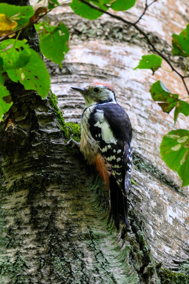 Middle Spotted Woodpecker - ML641839662