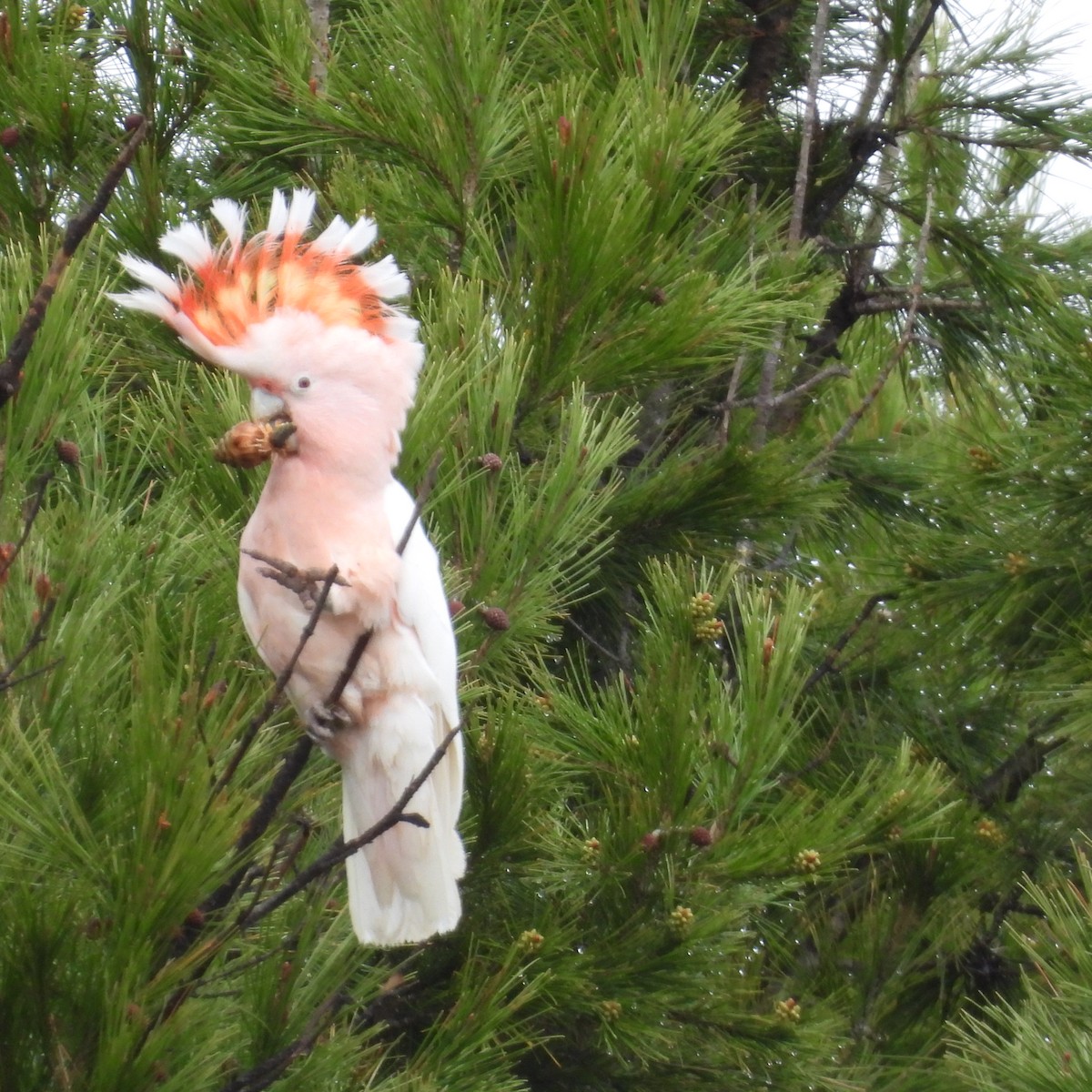 Pink Cockatoo - ML641839665
