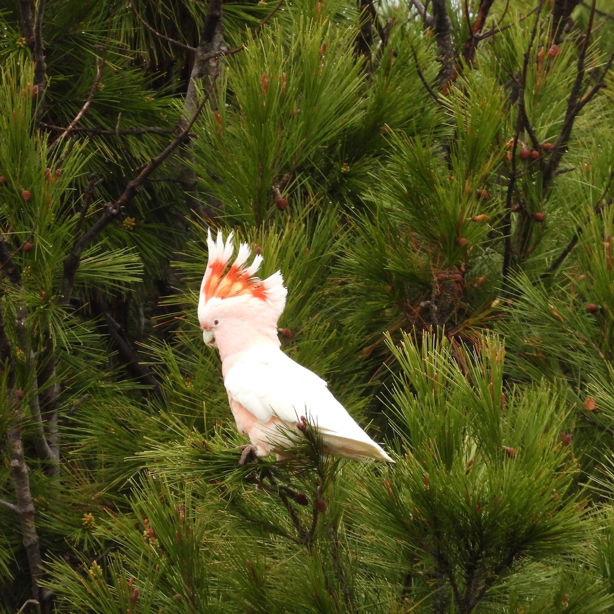 Pink Cockatoo - ML641839666