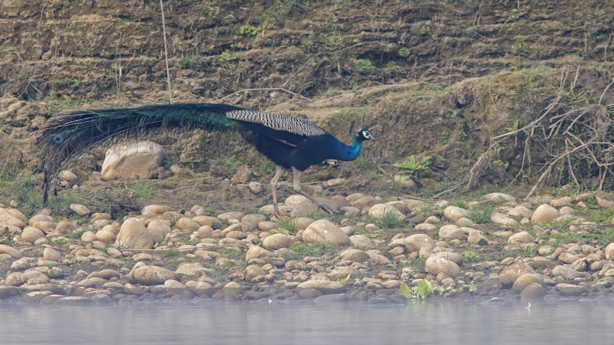 インドクジャク - ML641839667