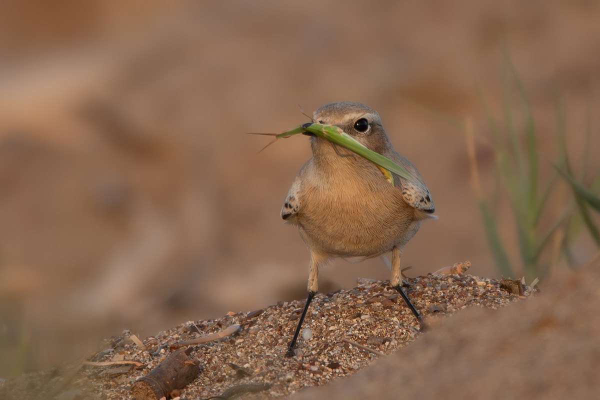 Desert Wheatear - ML641839669