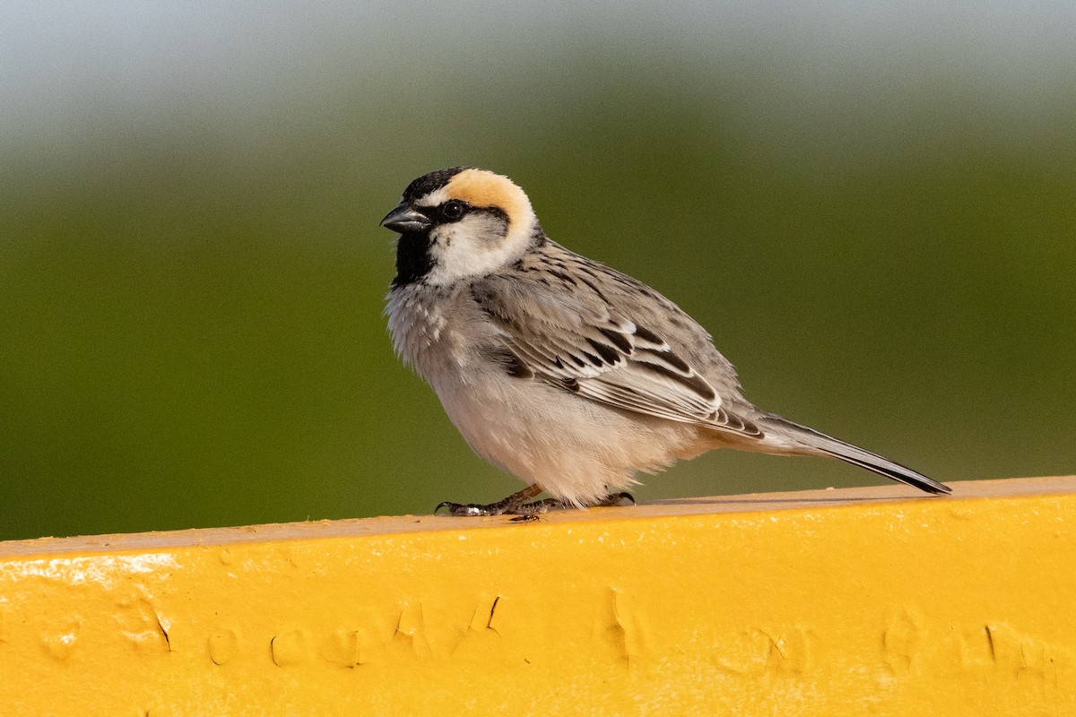 Saxaul Sparrow - ML641839671