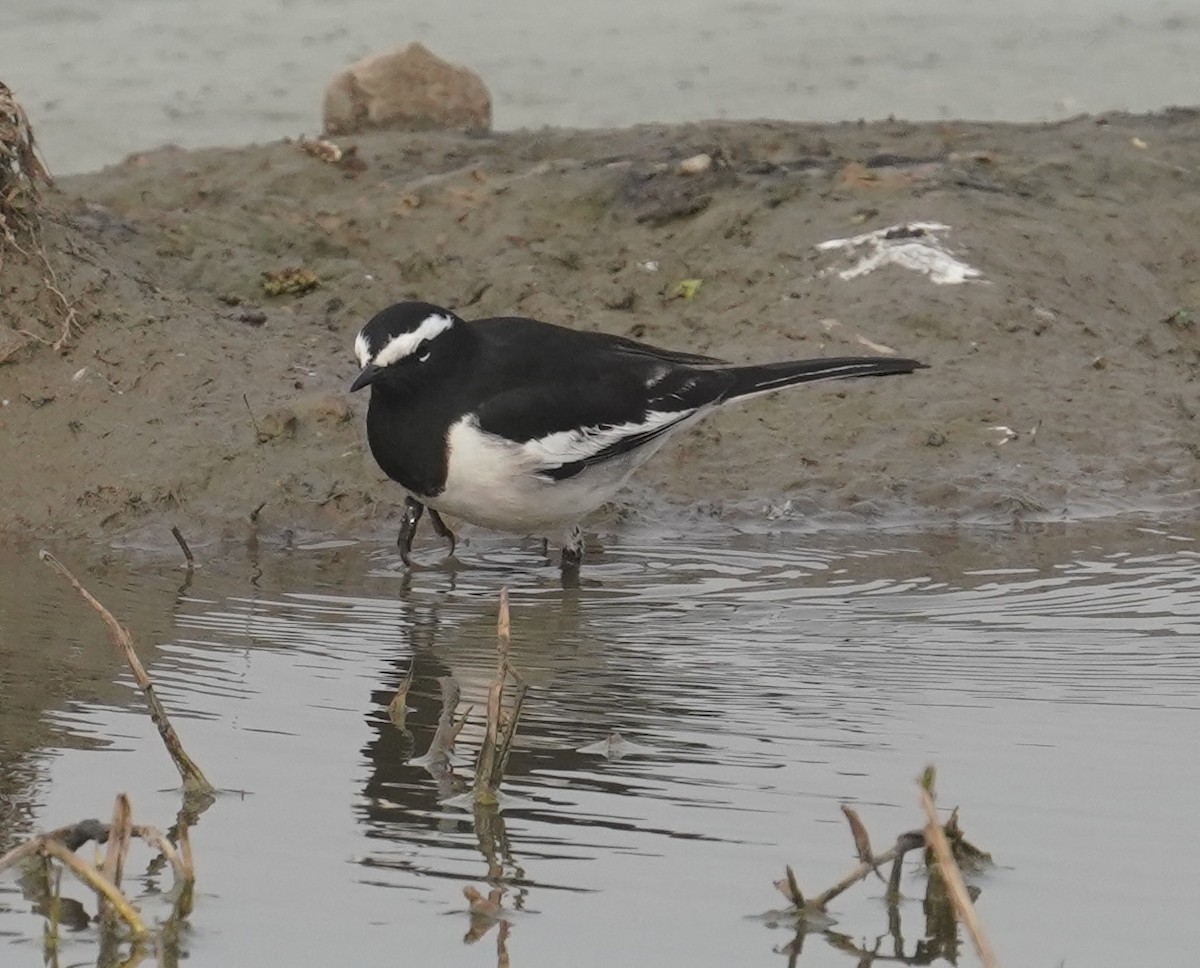 White-browed Wagtail - ML641839682