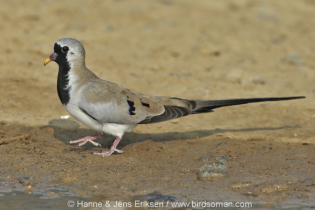 Namaqua Dove - Jens Eriksen