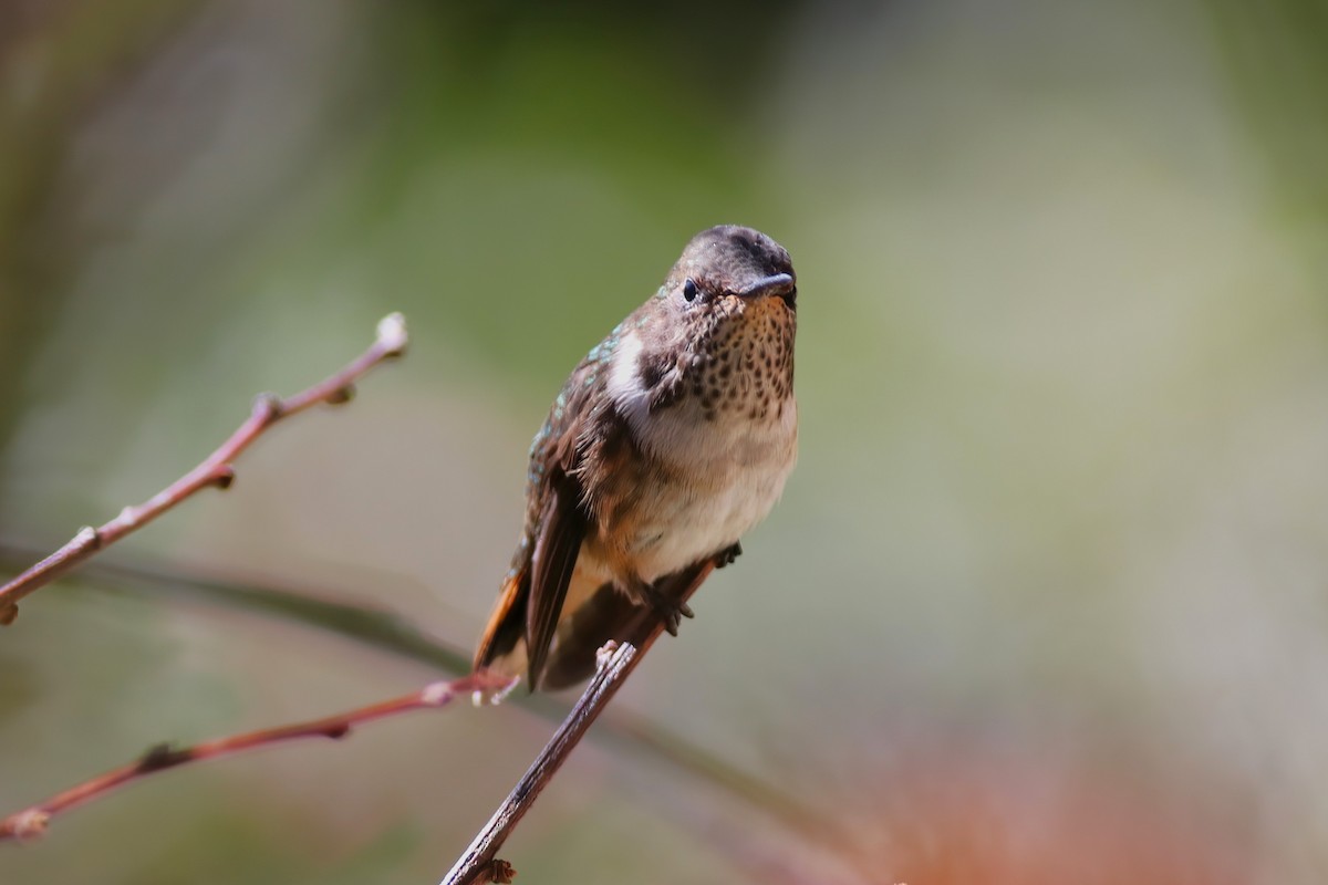 Volcano Hummingbird - ML641839734