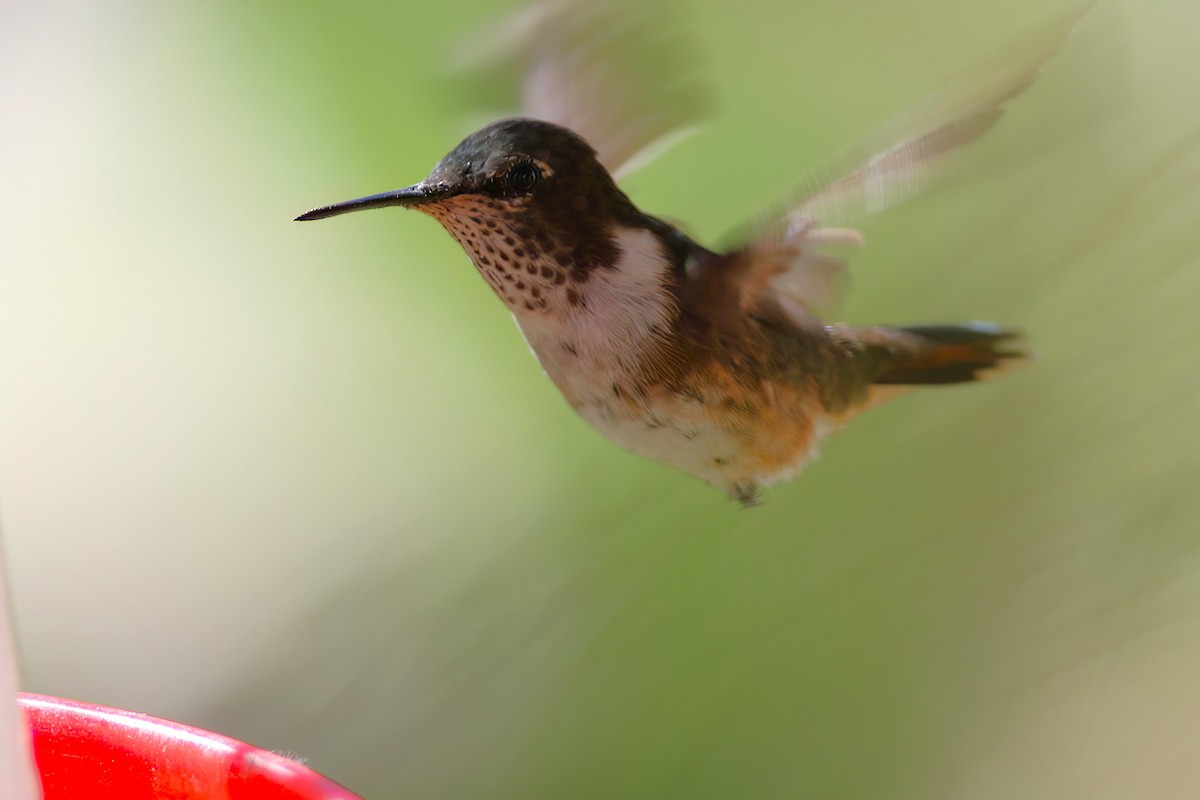 Volcano Hummingbird - ML641839735