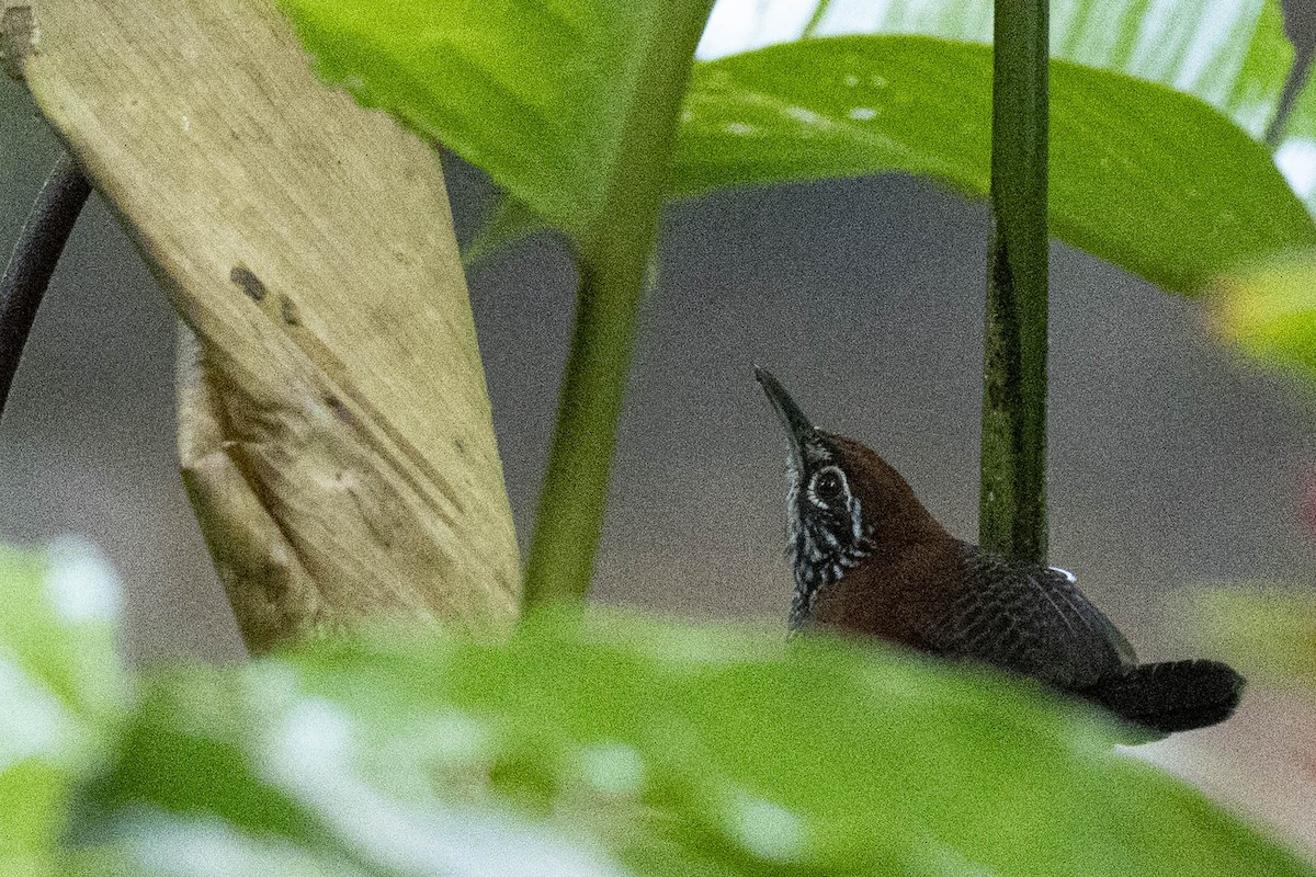 Riverside Wren - ML641839761