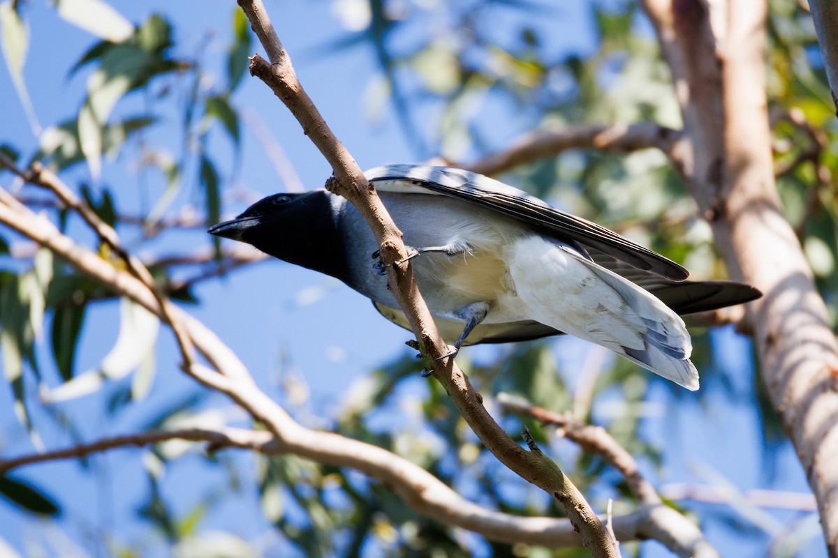 Black-faced Cuckooshrike - ML641839809