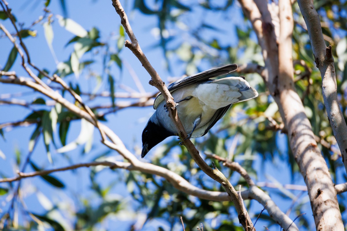 Black-faced Cuckooshrike - ML641839810