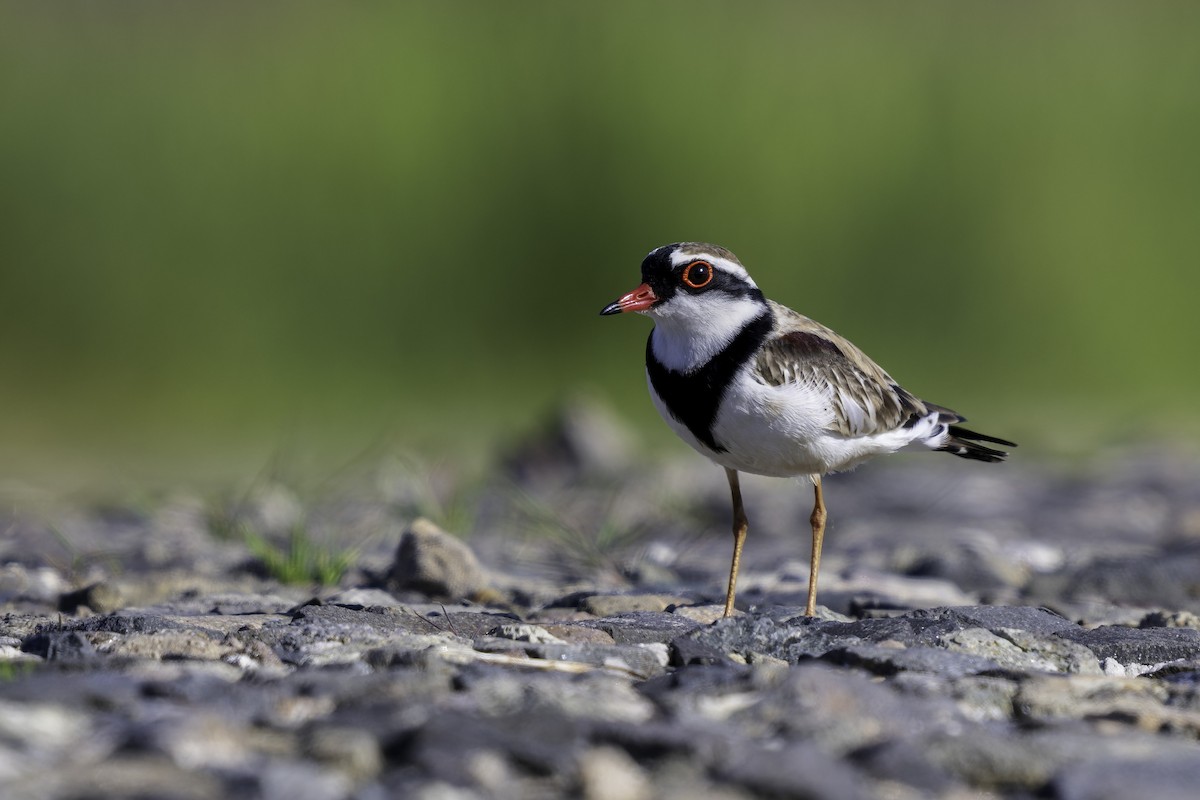 Black-fronted Dotterel - ML641839813
