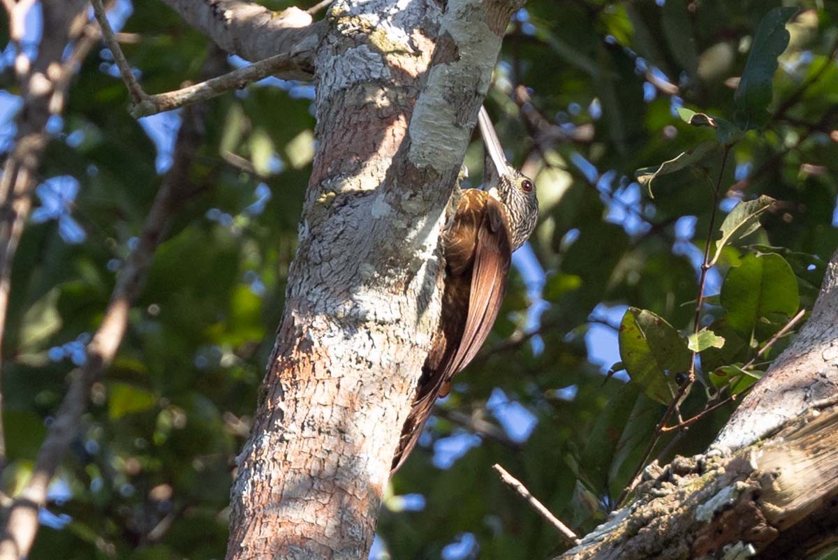 Strong-billed Woodcreeper - ML641839816