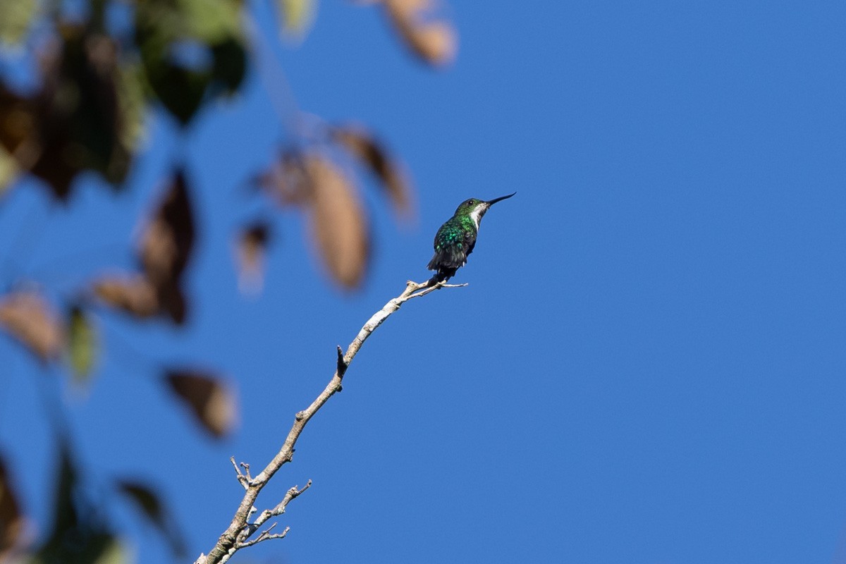 Fiery-tailed Awlbill - ML641839824