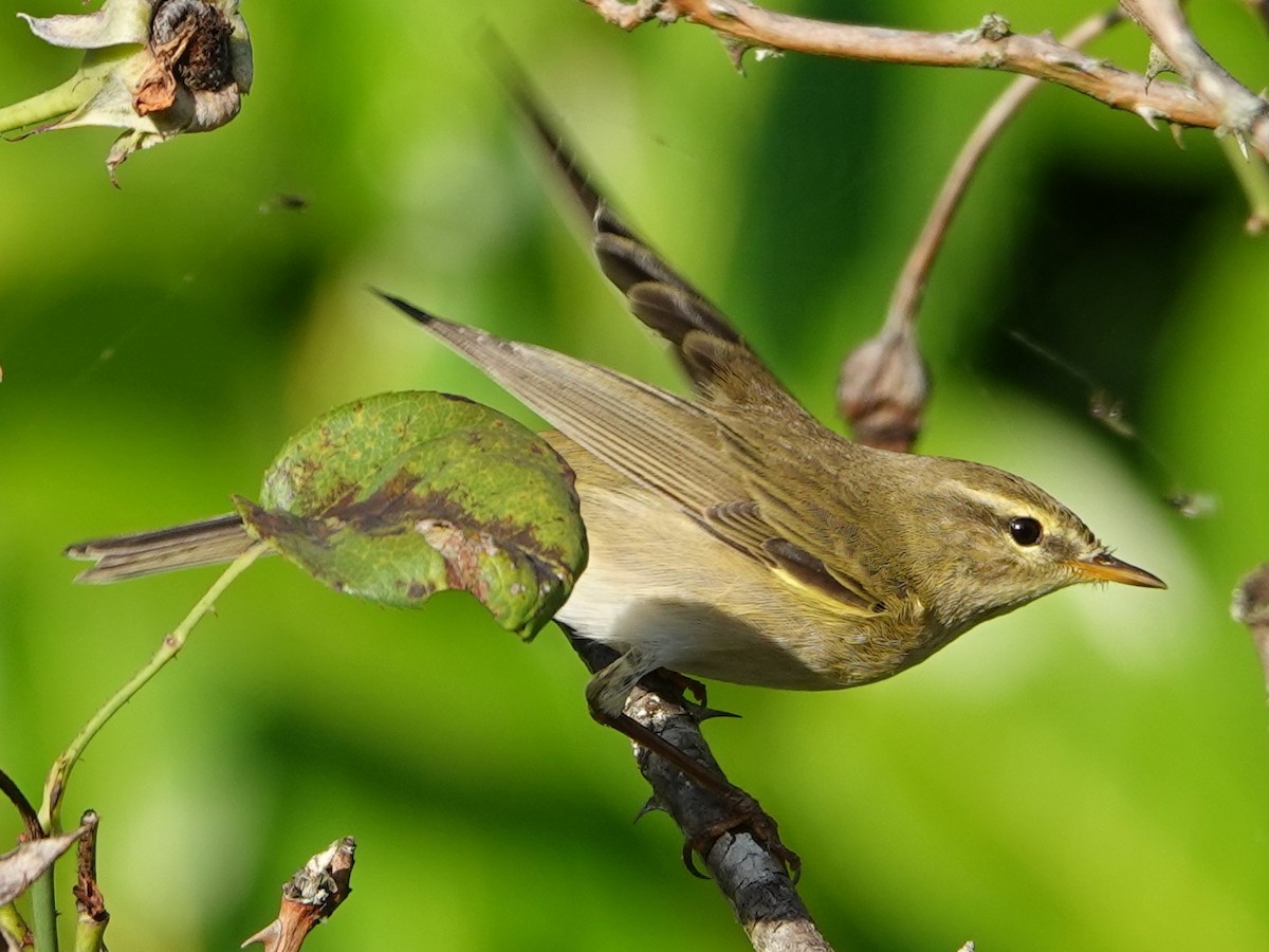 budníček větší - ML641839844