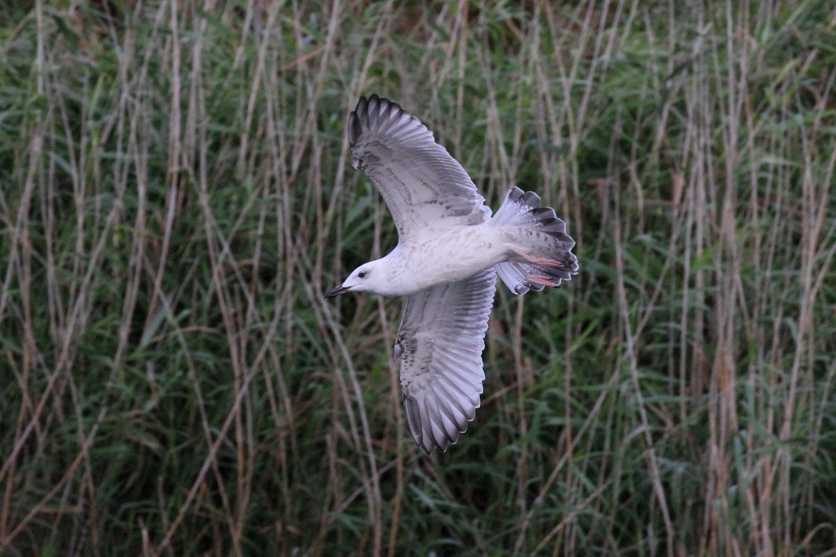 Caspian Gull - ML641839845