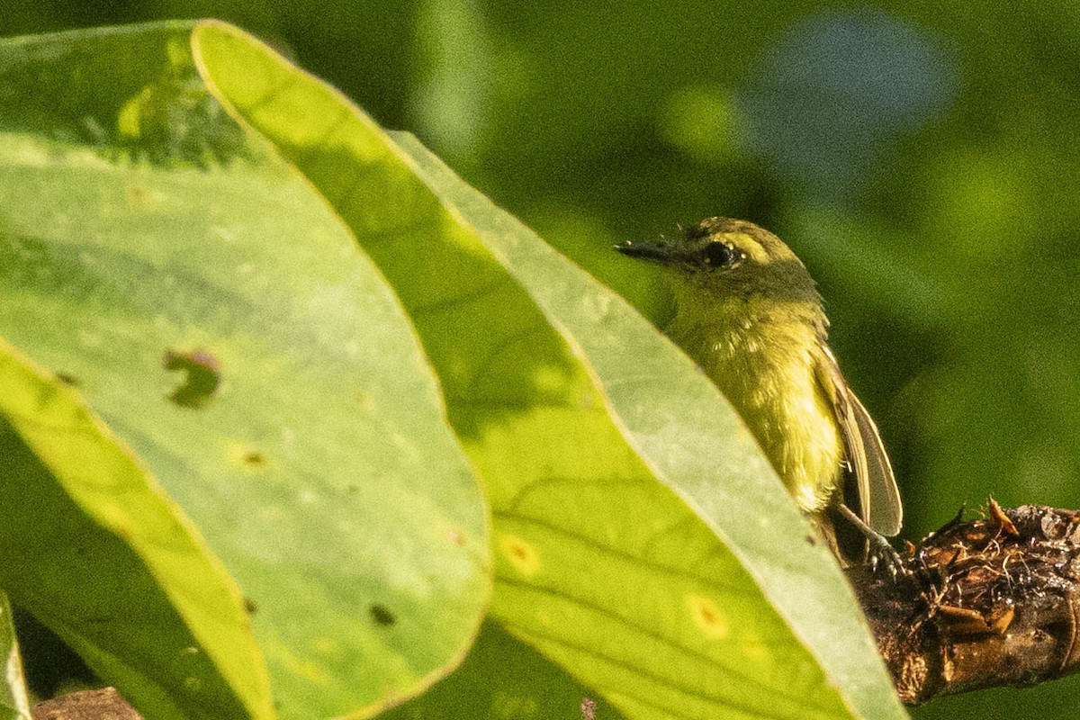 Yellow Tyrannulet - ML641839898