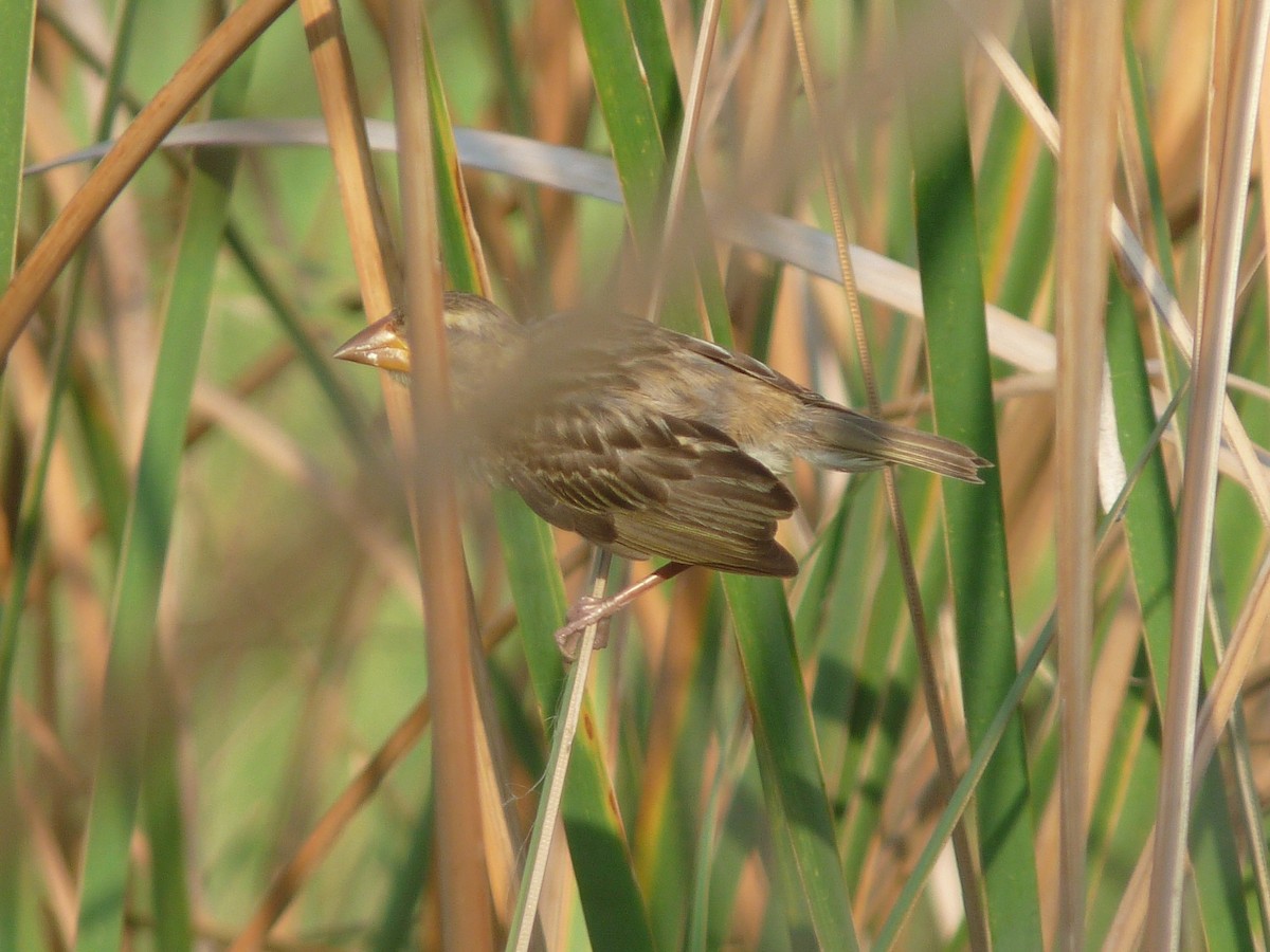 Streaked Weaver - ML641839903