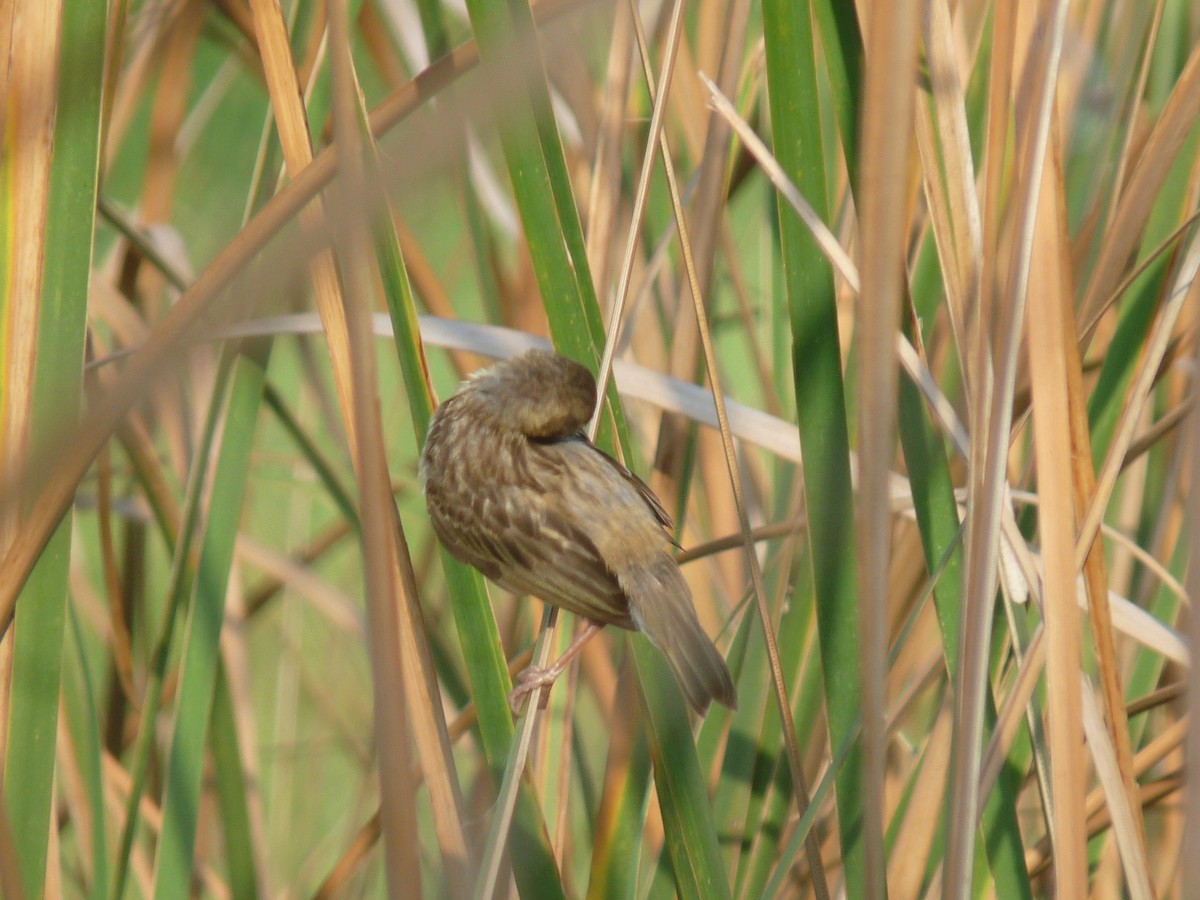 Streaked Weaver - ML641839904