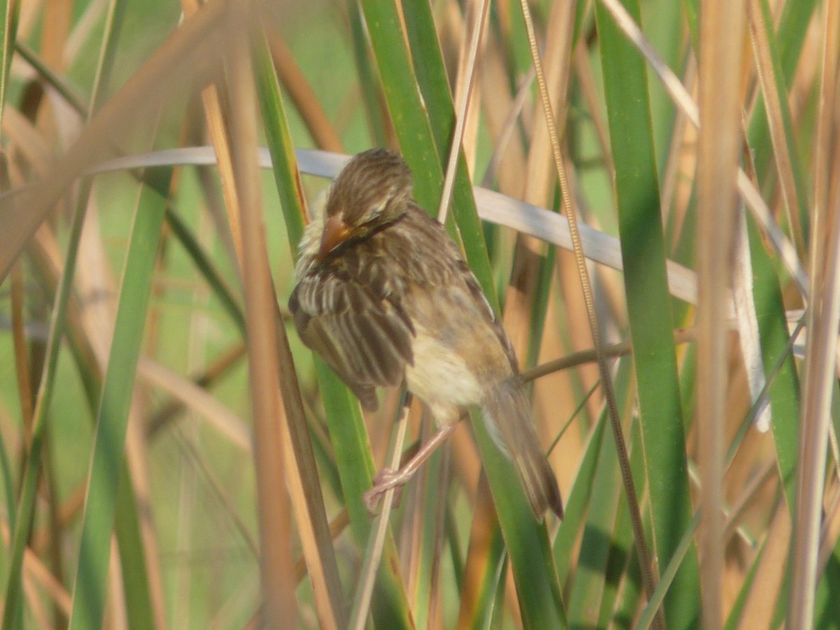 Streaked Weaver - ML641839905