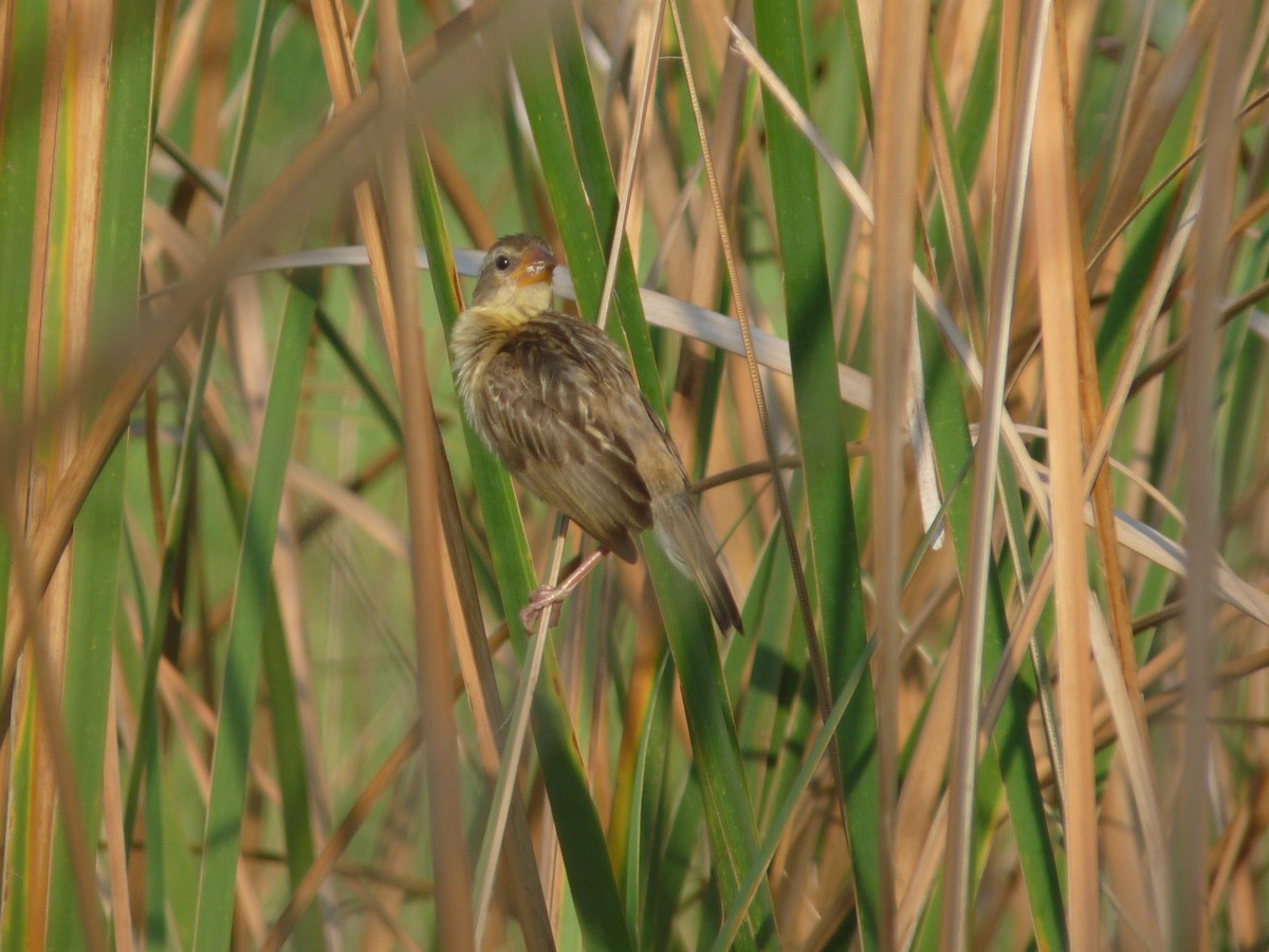Streaked Weaver - ML641839906