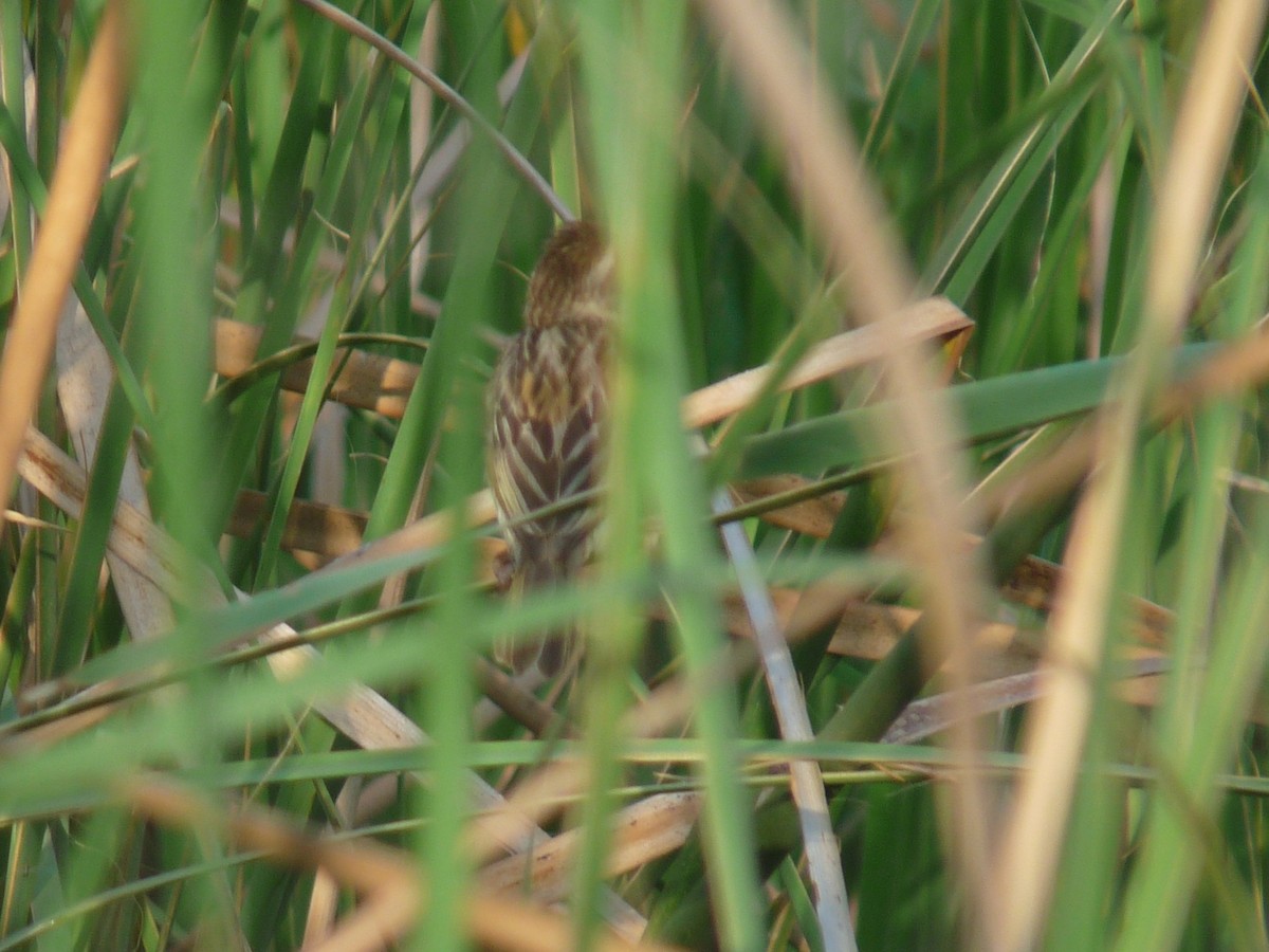 Streaked Weaver - ML641839908