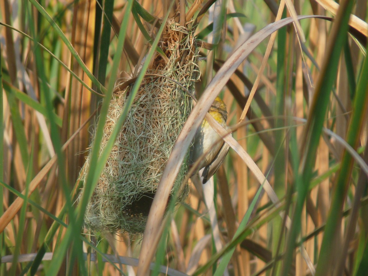 Streaked Weaver - ML641839909