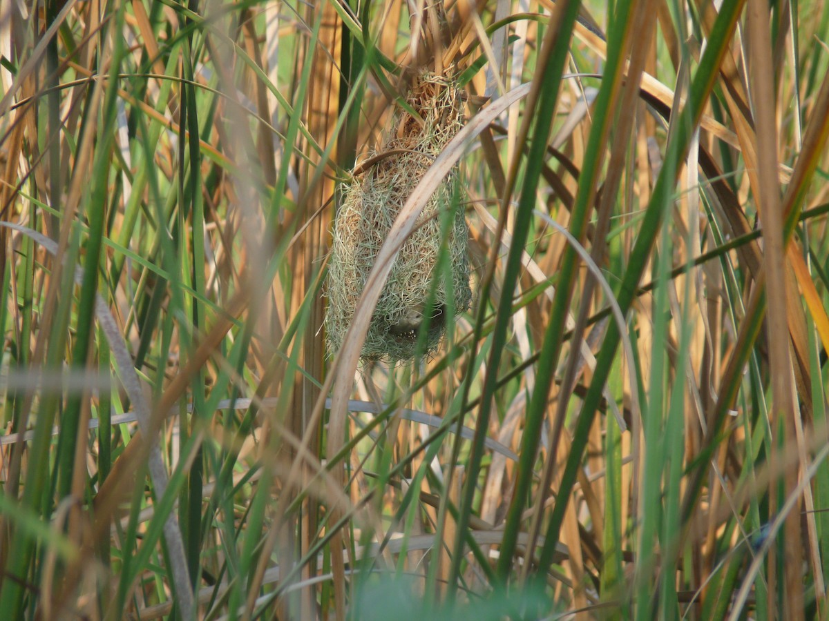 Streaked Weaver - ML641839910