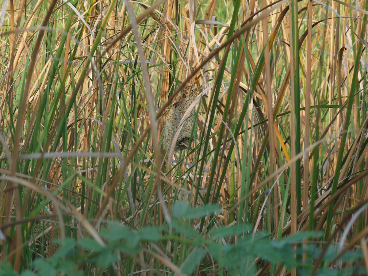 Streaked Weaver - ML641839911