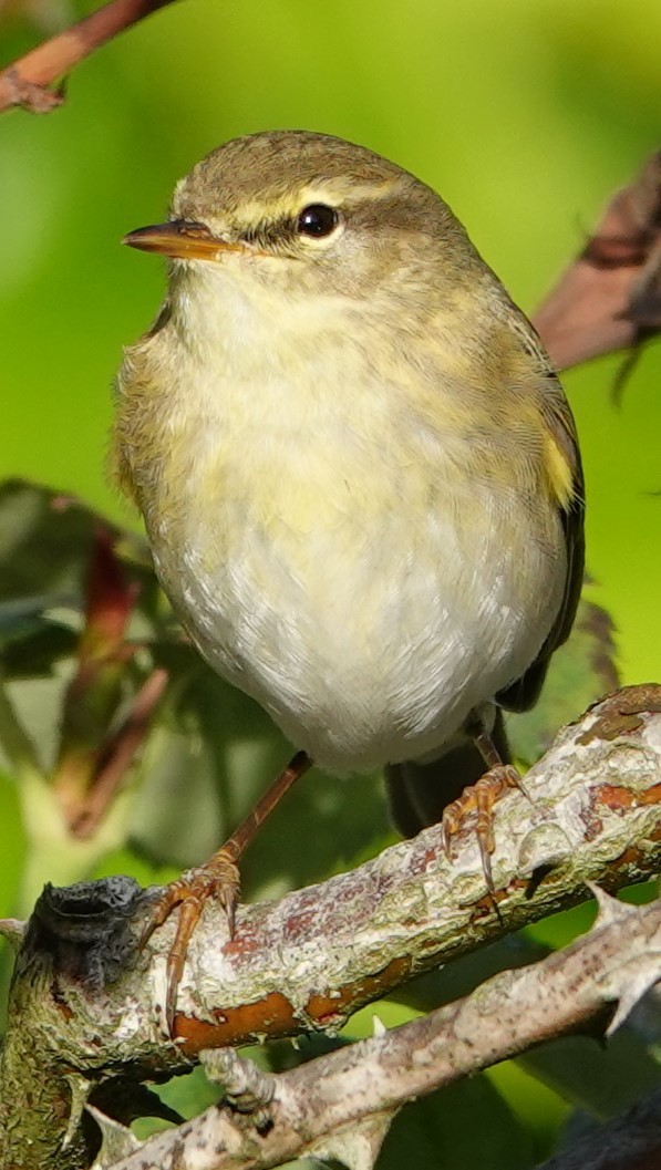 budníček větší - ML641839931