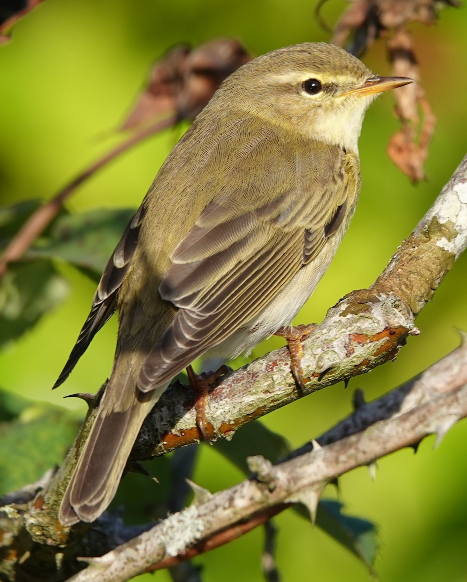 budníček větší - ML641839943