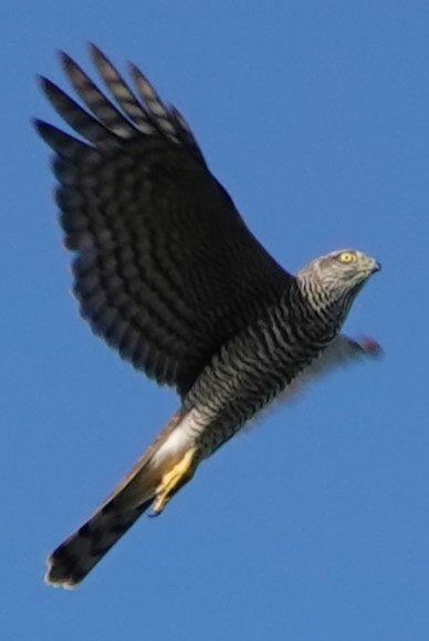 krahujec obecný - ML641839948