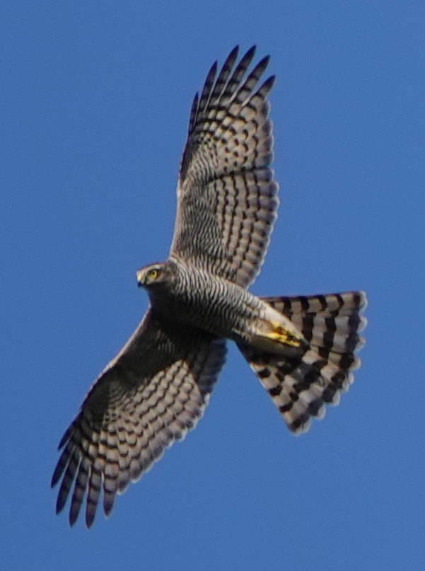 krahujec obecný - ML641839952