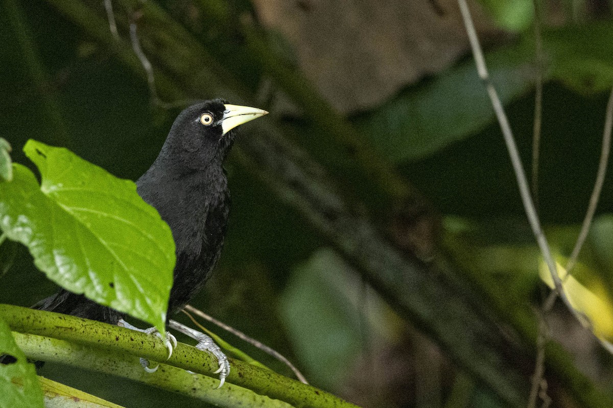 Yellow-billed Cacique - ML641839954