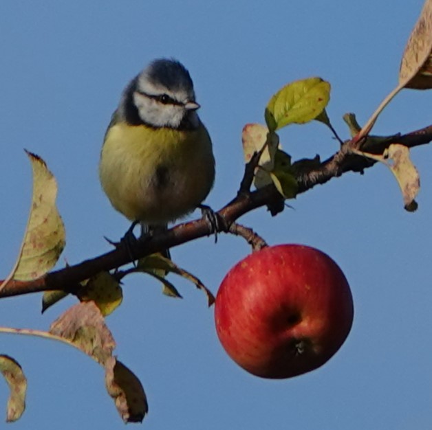 Eurasian Blue Tit - ML641839963