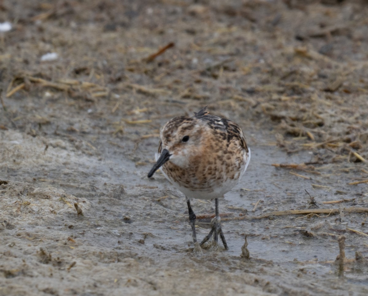 Little Stint - jimmy Yao