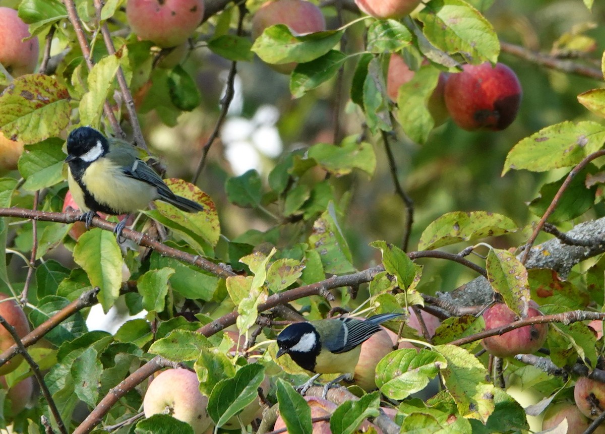sýkora koňadra - ML641839982