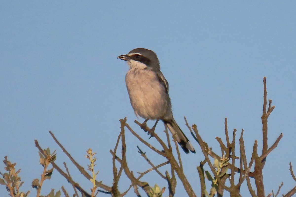 Iberian Gray Shrike - ML641840001