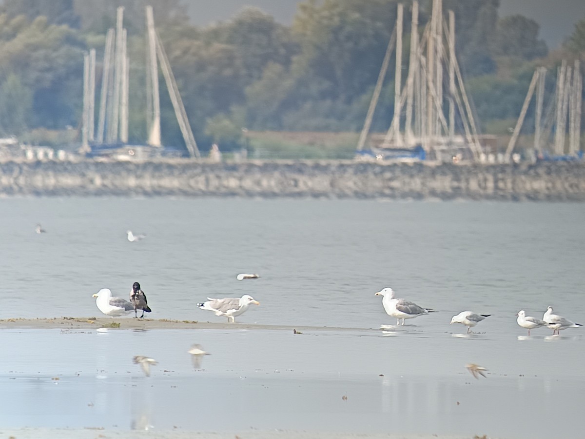 Caspian Gull - ML641840064