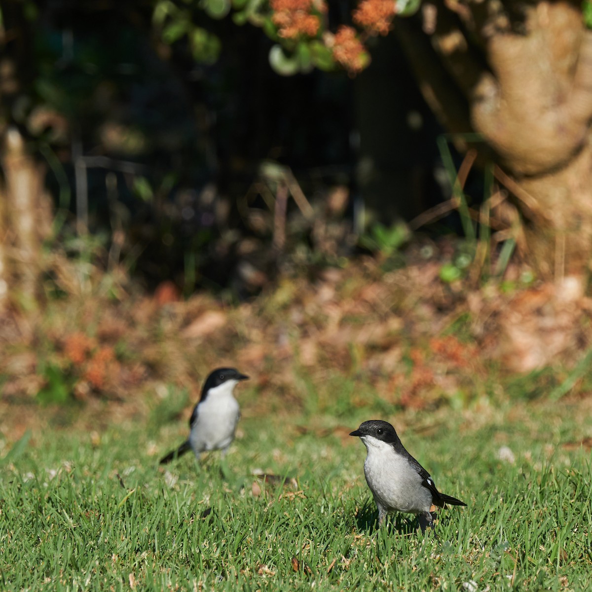 Fiscal Flycatcher - ML641840065