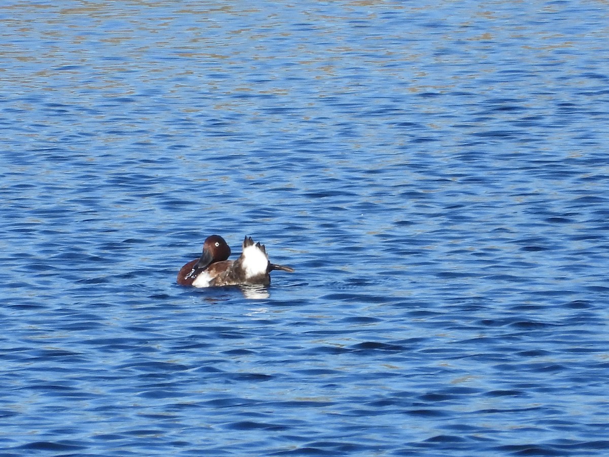 hvitøyeand - ML641840068