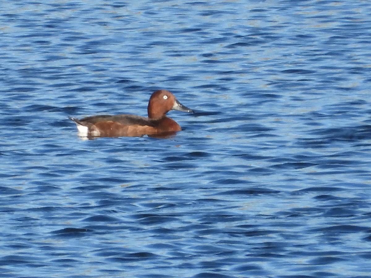 hvitøyeand - ML641840069