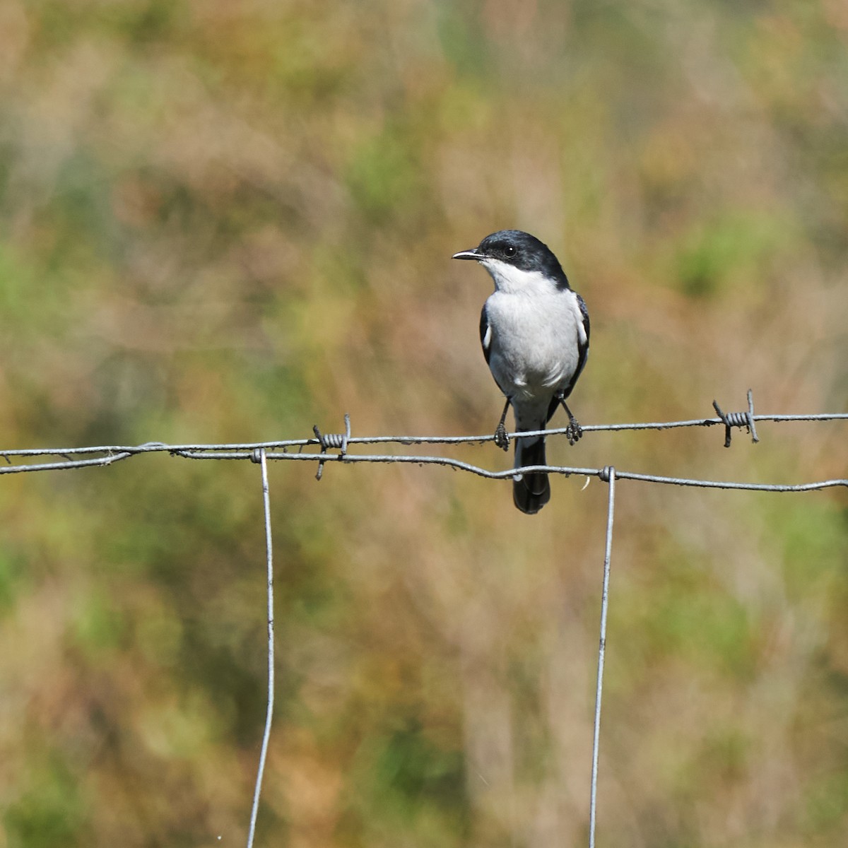 Fiscal Flycatcher - ML641840073