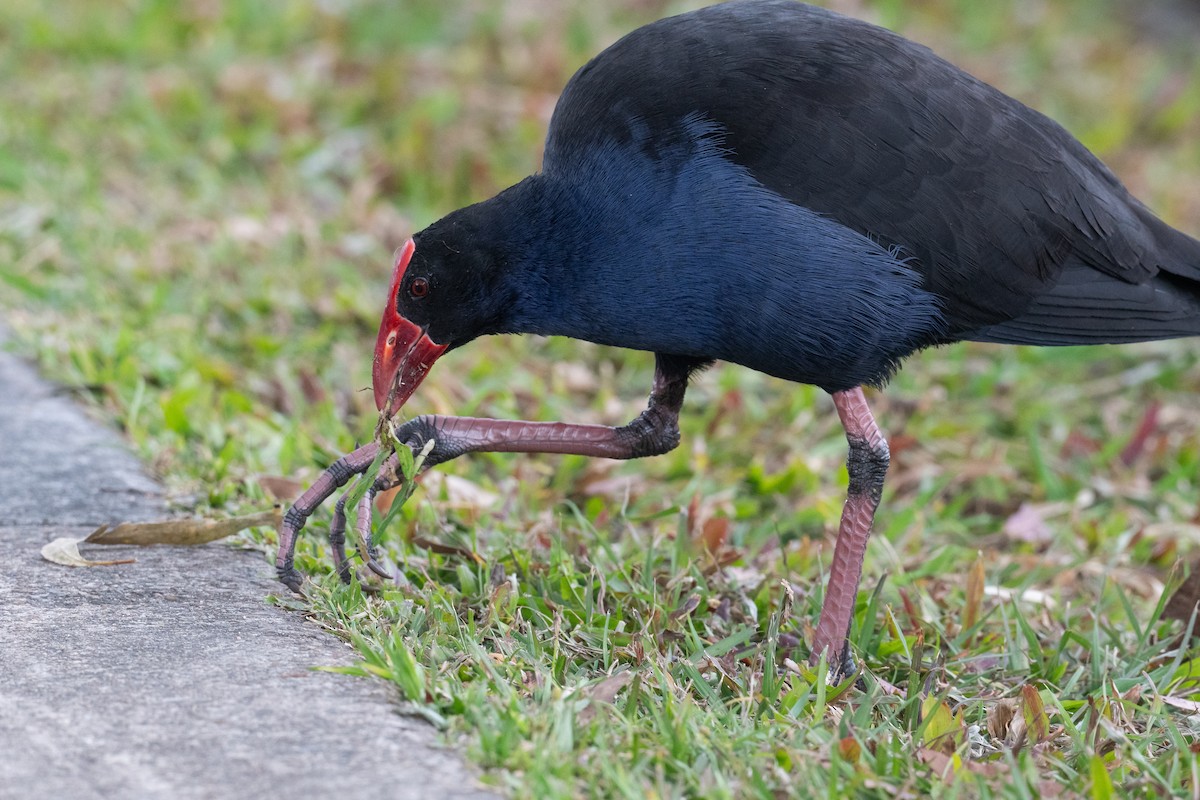 Australasian Swamphen - ML641840074
