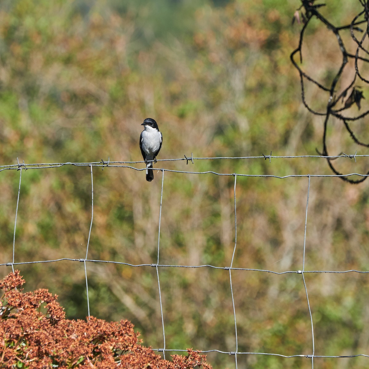 Fiscal Flycatcher - ML641840075