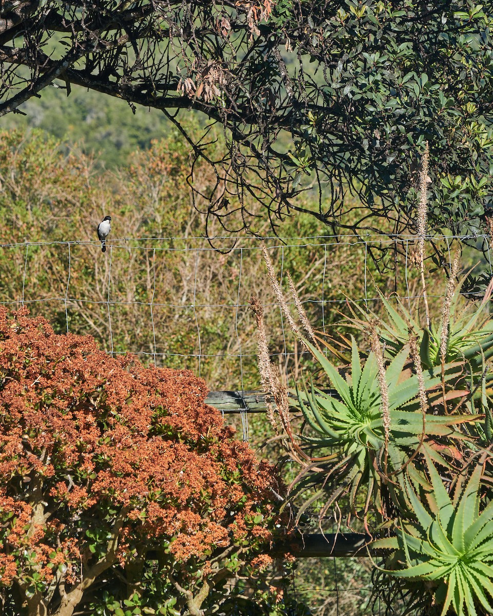 Fiscal Flycatcher - ML641840081